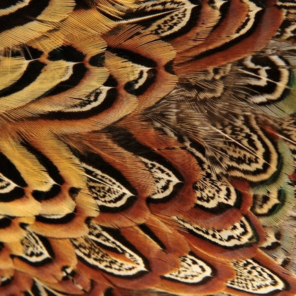 10 Animal Print A4 Card Sheets