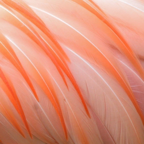 10 Animal Print A4 Card Sheets