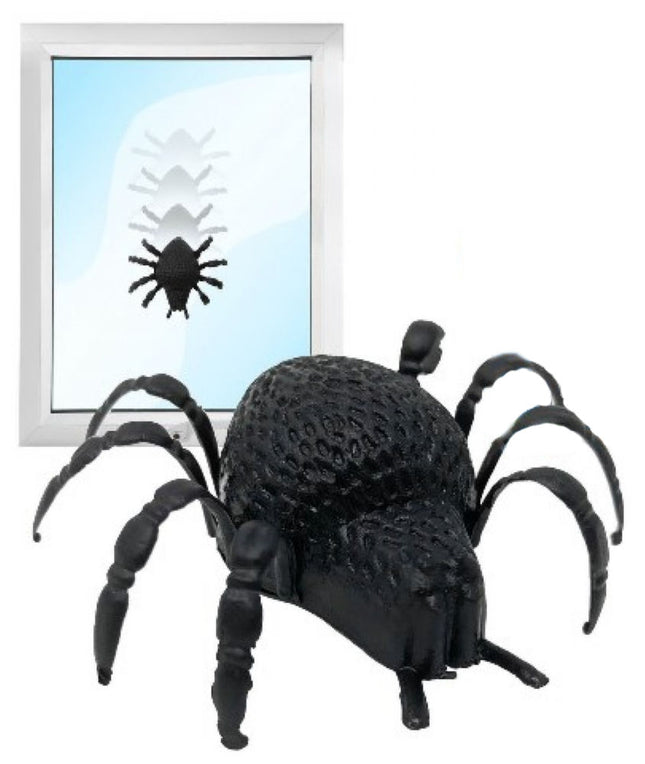 Window Walker Spiders - 6 Pack