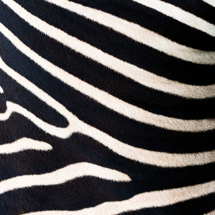 10 Animal Print A4 Card Sheets