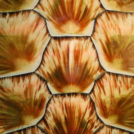 10 Animal Print A4 Card Sheets