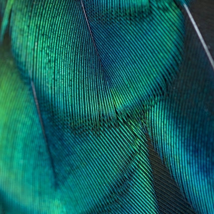 10 Animal Print A4 Card Sheets