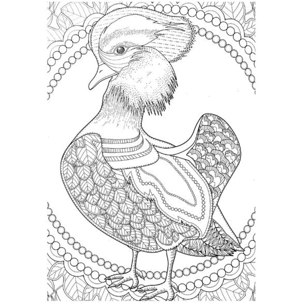A4 Animals & Birds Adult Colouring Book - Assorted
